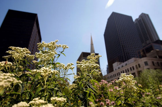 City Hall в Чикаго