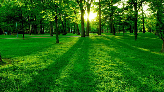 park